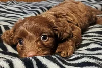 Minnie , a female Doxiepoo for sale in Exeter, MO – Photo 3 of 4