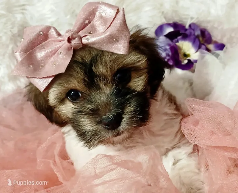 Lola  – Havapoo puppy for sale in Exeter, MO