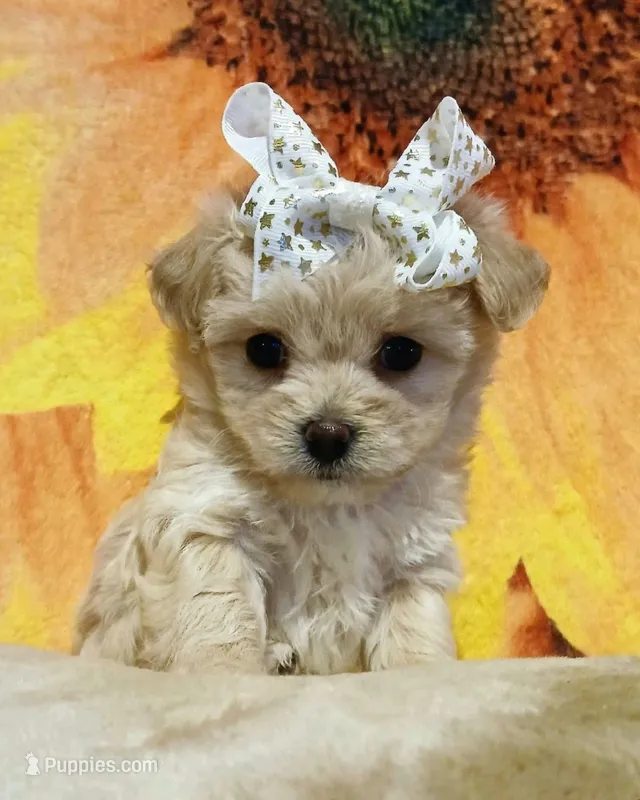 Gigi – Havapoo puppy for sale in Exeter, MO