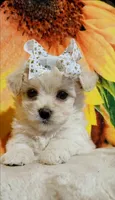 Gigi, a female Havapoo for sale in Exeter, MO – 2 of 4
