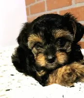 Moe, a male Yorkshire Terrier and Poodle - Miniature  for sale in Exeter, MO – 2 of 9