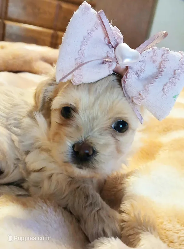 Sasha – Havapoo puppy for sale in Exeter, MO