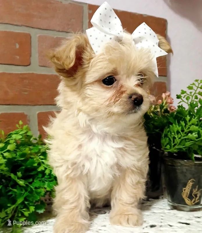Willow  – Havapoo puppy for sale in Exeter, MO