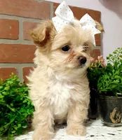 Willow , a female Havapoo for sale in Exeter, MO – 1 of 3