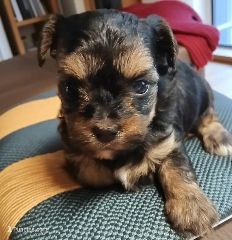Manny – Yorkipoo puppy for sale in Exeter, MO