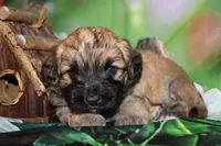 Finley, a male Havapoo for sale in Exeter, MO – 6 of 8