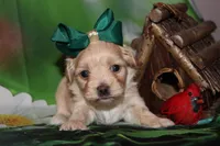 Gigi, a female Havapoo for sale in Exeter, MO – 3 of 4