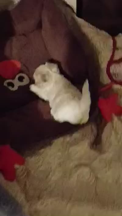 Willow , a female Havapoo for sale in Exeter, MO – 3 of 3