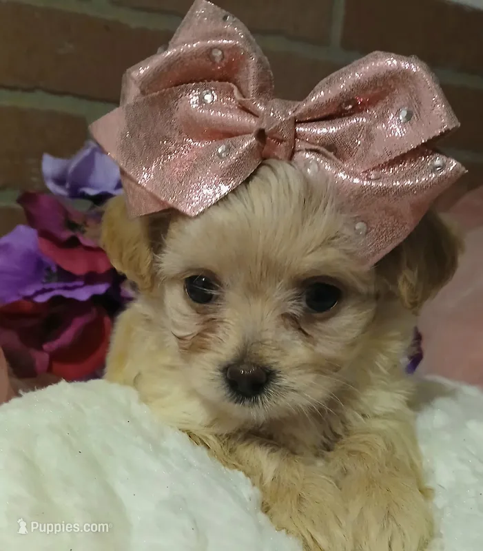 Gigi – Havapoo puppy for sale in Exeter, MO