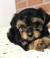 MANNY, a male Yorkshire Terrier and Poodle - Miniature  for sale in Exeter, MO – 2 of 5
