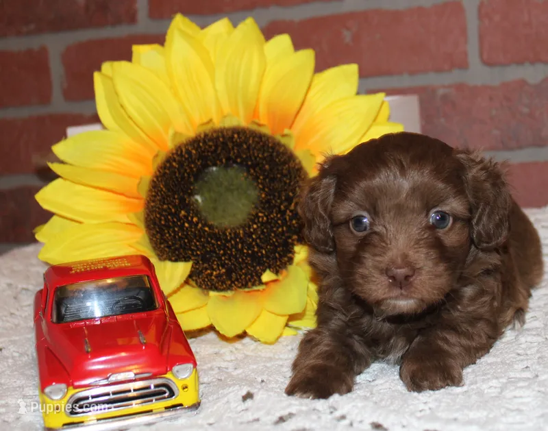 Louie – Havapoo puppy on hold in Exeter, MO
