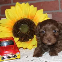 Louie, a male Havapoo for sale in Exeter, MO – Photo 1 of 3