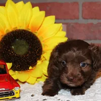 Louie, a male Havapoo for sale in Exeter, MO – Photo 3 of 3