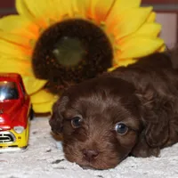 Louie, a male Havapoo for sale in Exeter, MO – Photo 2 of 3