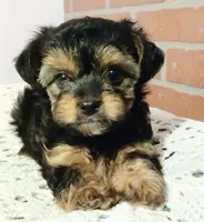 MANNY, a male Yorkshire Terrier and Poodle - Miniature  for sale in Exeter, MO – 3 of 5
