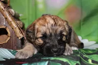 Finley, a male Havapoo for sale in Exeter, MO – 8 of 8