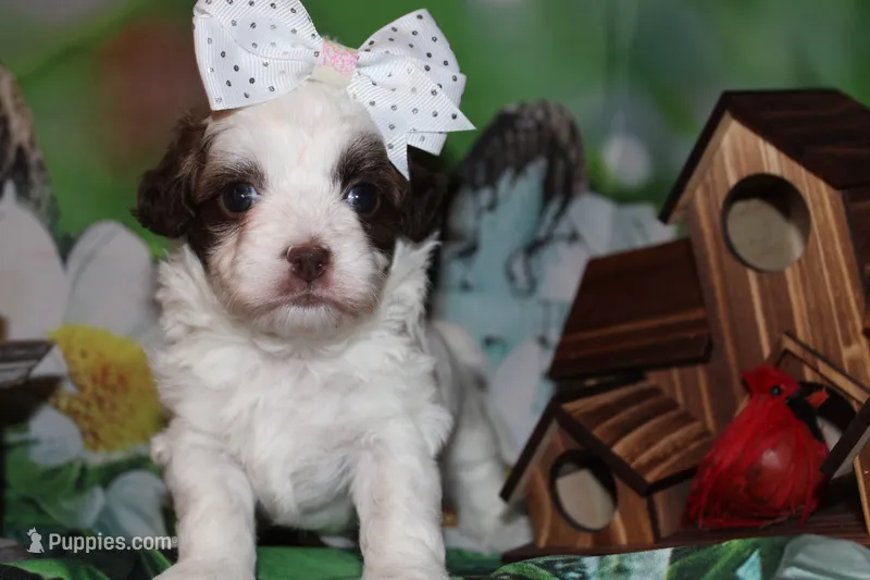 Honey – Havapoo puppy for sale in Exeter, MO