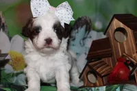 Honey, a female Havapoo for sale in Exeter, MO – 1 of 7