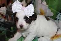 Honey, a female Havapoo for sale in Exeter, MO – 4 of 7