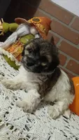 Lola , a female Havapoo for sale in Exeter, MO – 4 of 4