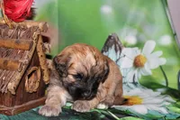 Finley, a male Havapoo for sale in Exeter, MO – 5 of 8