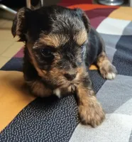 Oliver, a male Yorkipoo for sale in Exeter, MO – 2 of 2