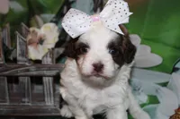 Honey, a female Havapoo for sale in Exeter, MO – 6 of 7