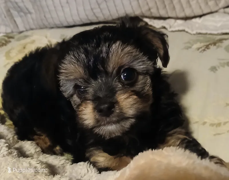 Manny – Yorkshire Terrier, Poodle - Miniature  puppy for sale in Exeter, MO