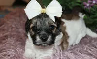 Annie, a female Havapoo for sale in Exeter, MO – 3 of 5