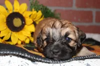 Finley, a male Havapoo for sale in Exeter, MO – 2 of 8