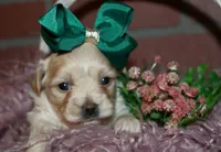 Sasha, a female Havapoo for sale in Exeter, MO – 3 of 3