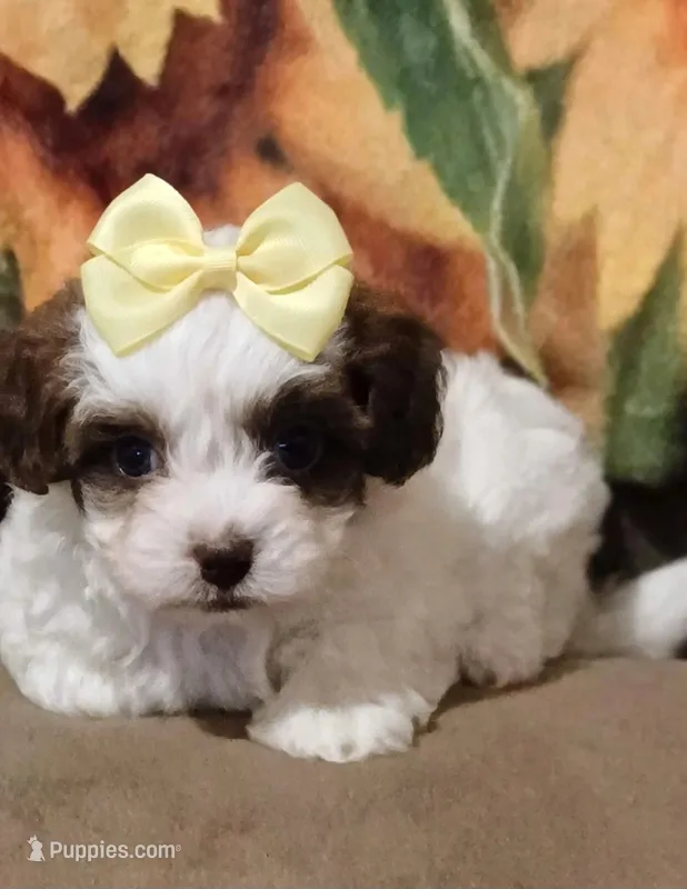 Adora – Havapoo puppy for sale in Exeter, MO