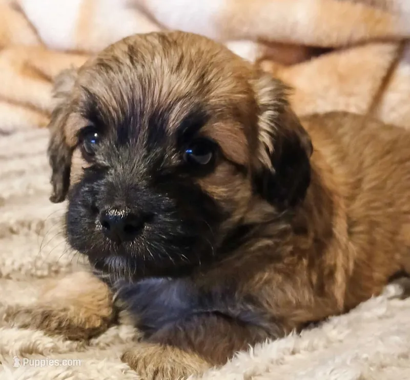 Finley – Havapoo puppy for sale in Exeter, MO