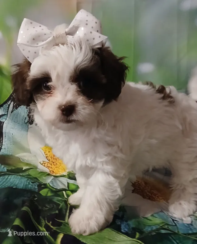 Adora – Havapoo puppy for sale in Exeter, MO