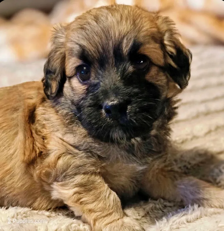 TUCKER – Havapoo puppy for sale in Exeter, MO