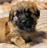 TUCKER, a male Havapoo for sale in Exeter, MO – 1 of 4
