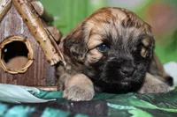 Finley, a male Havapoo for sale in Exeter, MO – 7 of 8