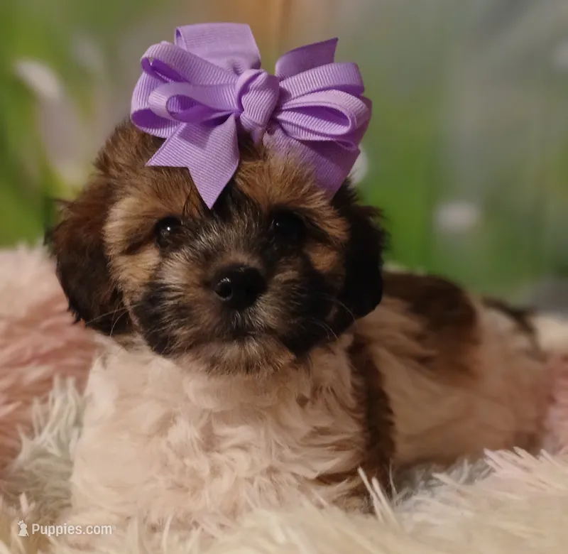 Lola  – Havapoo puppy for sale in Exeter, MO