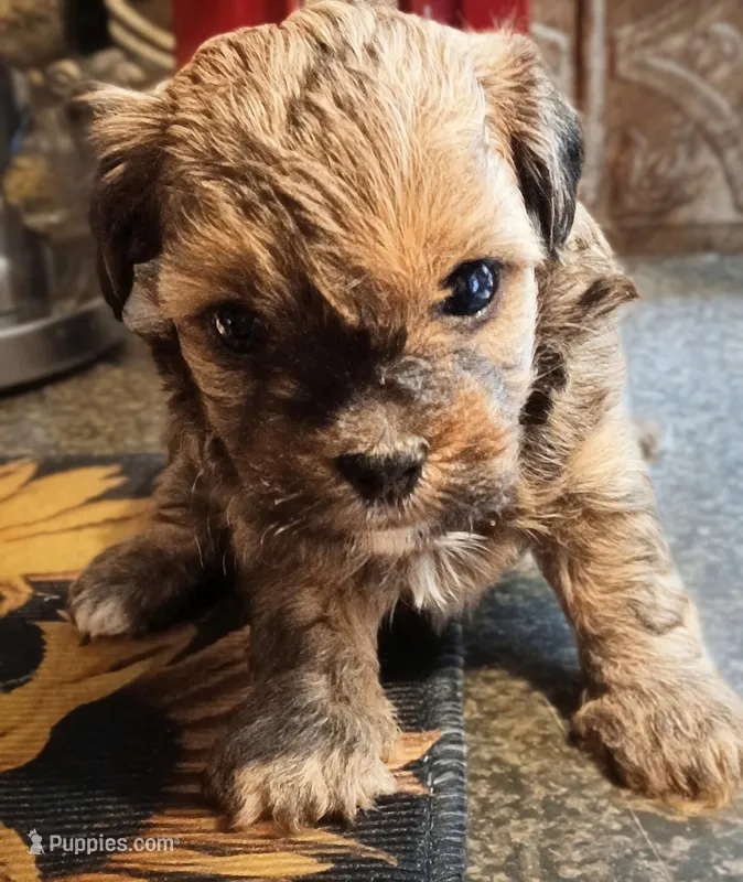 Lola May – Yorkipoo puppy for sale in Exeter, MO