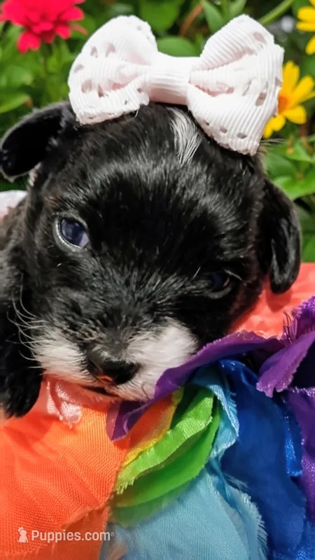 Lola May – Yorkipoo puppy for sale in Exeter, MO
