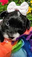 Lola May, a female Yorkipoo for sale in Exeter, MO – Photo 1 of 3