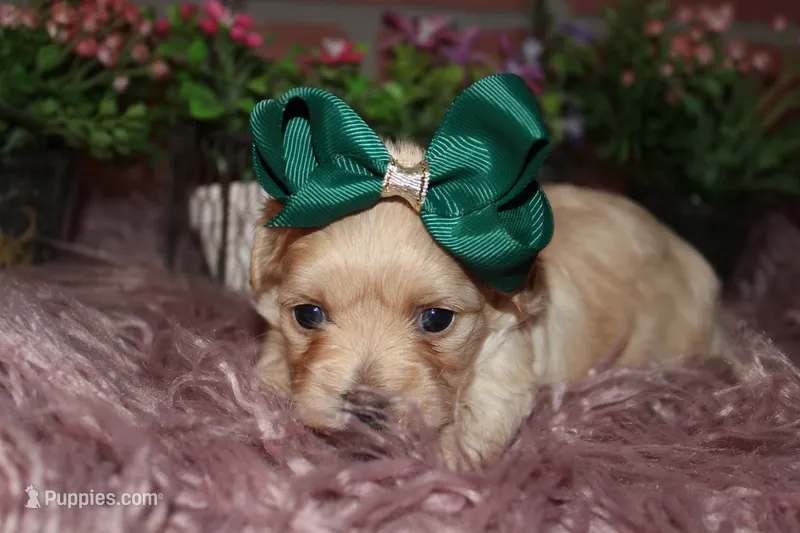 Sasha – Havapoo puppy for sale in Exeter, MO
