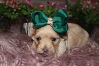 Sasha, a female Havapoo for sale in Exeter, MO – 1 of 3