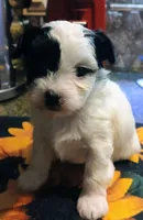 Willow , a female Yorkipoo for sale in Exeter, MO – Photo 3 of 4