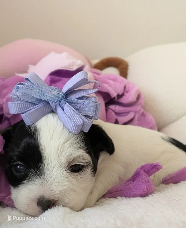 Lily – Yorkipoo puppy for sale in Exeter, MO