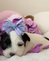 Lily, a female Yorkipoo for sale in Exeter, MO – Photo 1 of 3