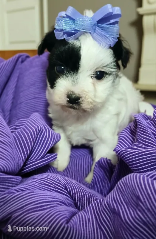 Willow  – Yorkipoo puppy for sale in Exeter, MO