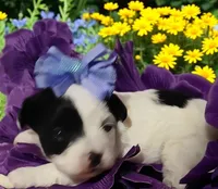 Lily, a female Yorkipoo for sale in Exeter, MO – Photo 2 of 3