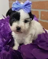 Willow , a female Yorkipoo for sale in Exeter, MO – Photo 2 of 4