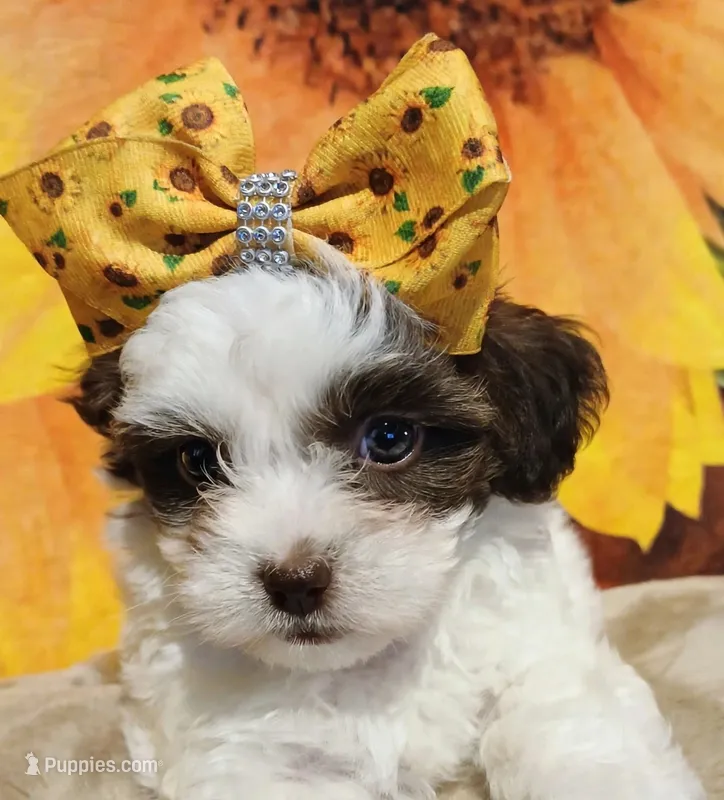 Adora – Havapoo puppy for sale in Exeter, MO